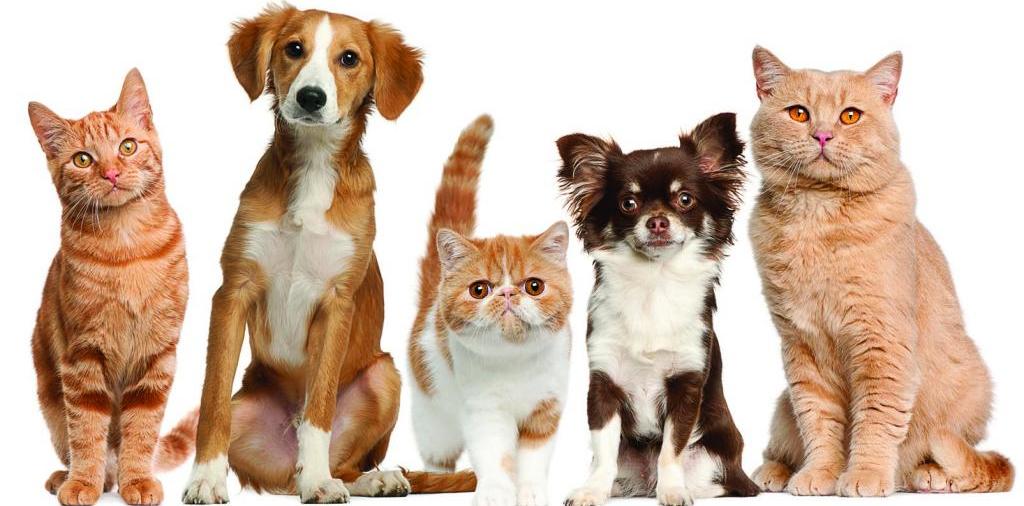 Доска объявлений о животных | ЗооТом - продажа, вязка и услуги для животных в Рузе