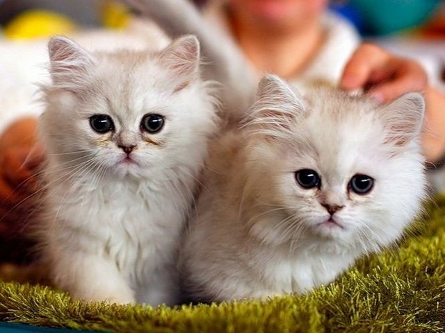 Породы кошек в Рузе | ЗооТом портал о животных