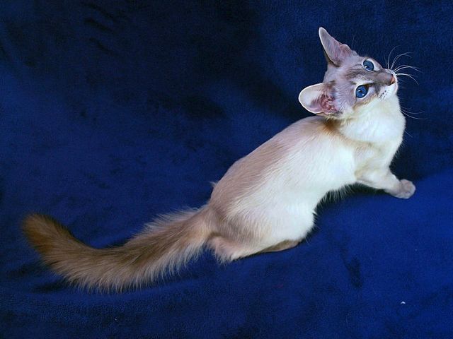 Выведенные породы кошек в Рузе | ЗооТом портал о животных