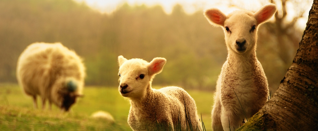 Объявления о сельскохозяйственных животных | ЗооТом - продажа, вязка и услуги для животных в Рузе
