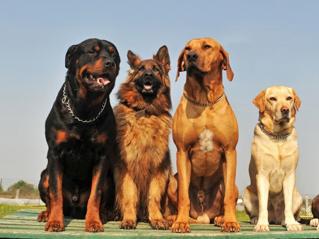 Крупные породы собак в Рузе | ЗооТом портал о животных