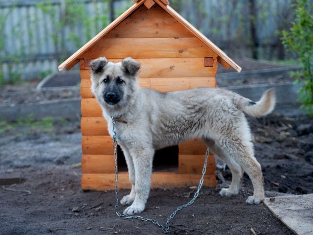 Все о собаках в Рузе